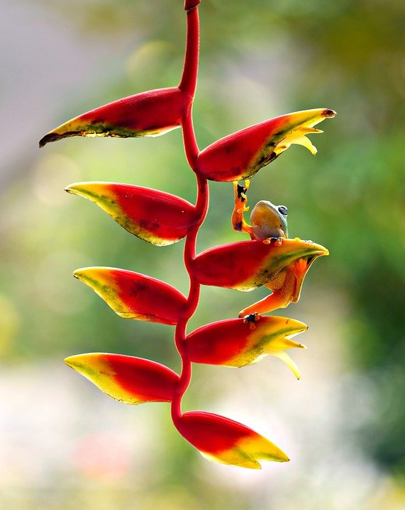 heliconia-8599119_960_720.jpg